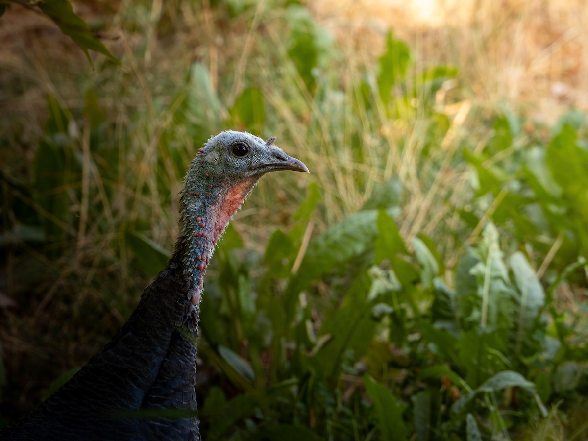 Wild Turkey - ML640832041