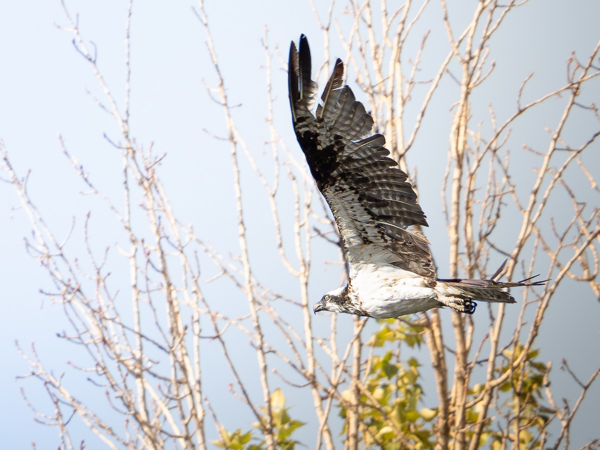 Osprey - ML640832042