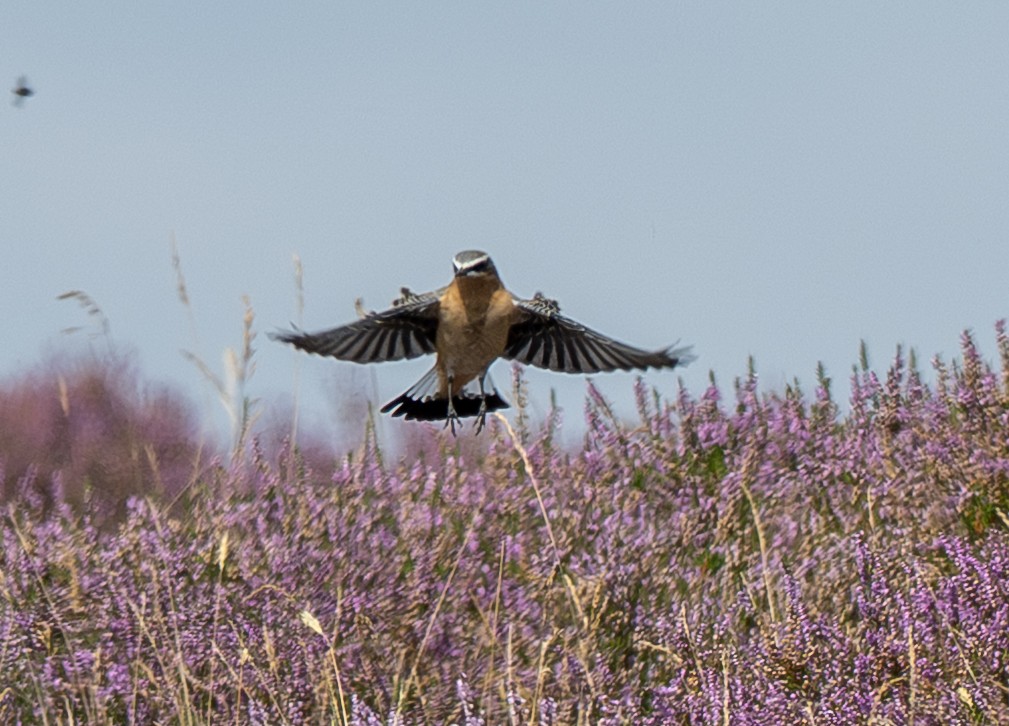 Northern Wheatear - ML640832047