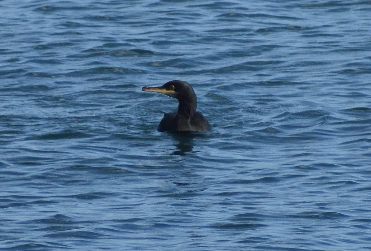 European Shag - ML640832049