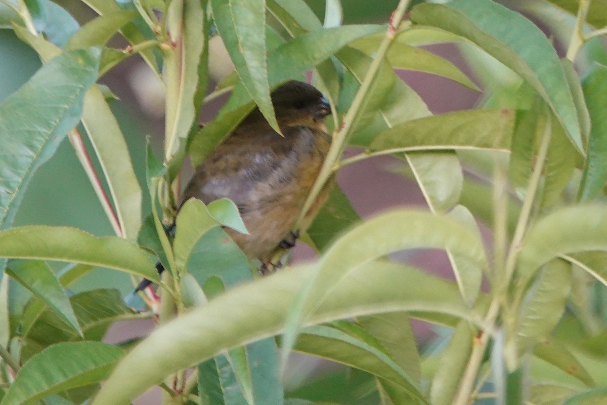 Yellow-bellied Siskin - ML640832052