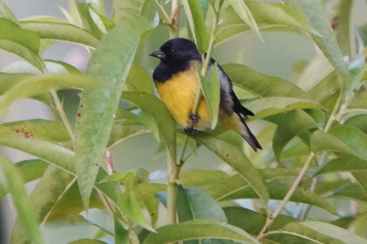 Yellow-bellied Siskin - ML640832054