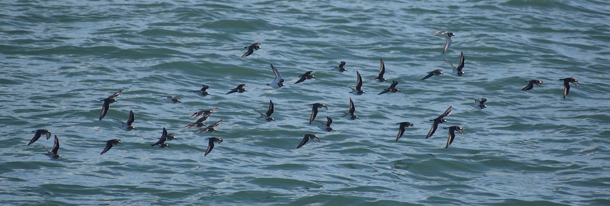 Dunlin - ML640832160