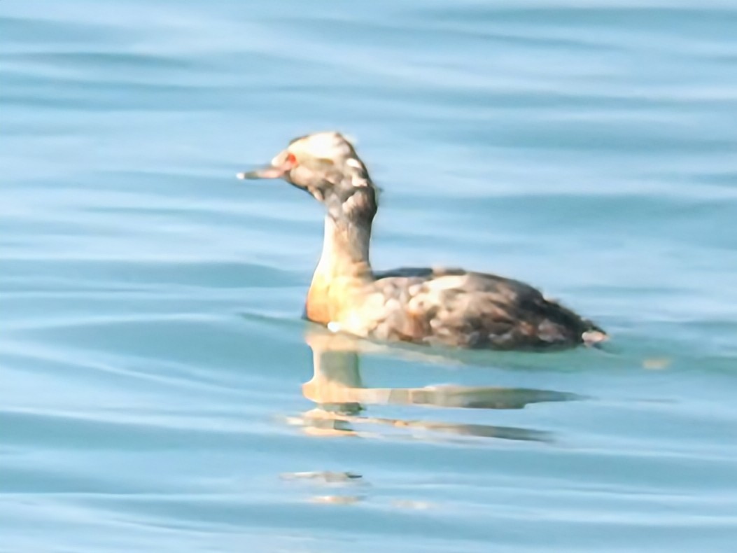 Horned Grebe - ML640832162