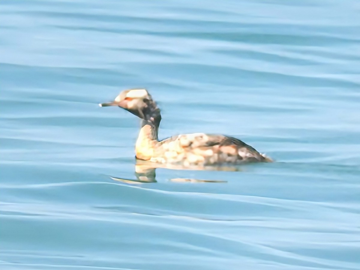 Horned Grebe - ML640832163