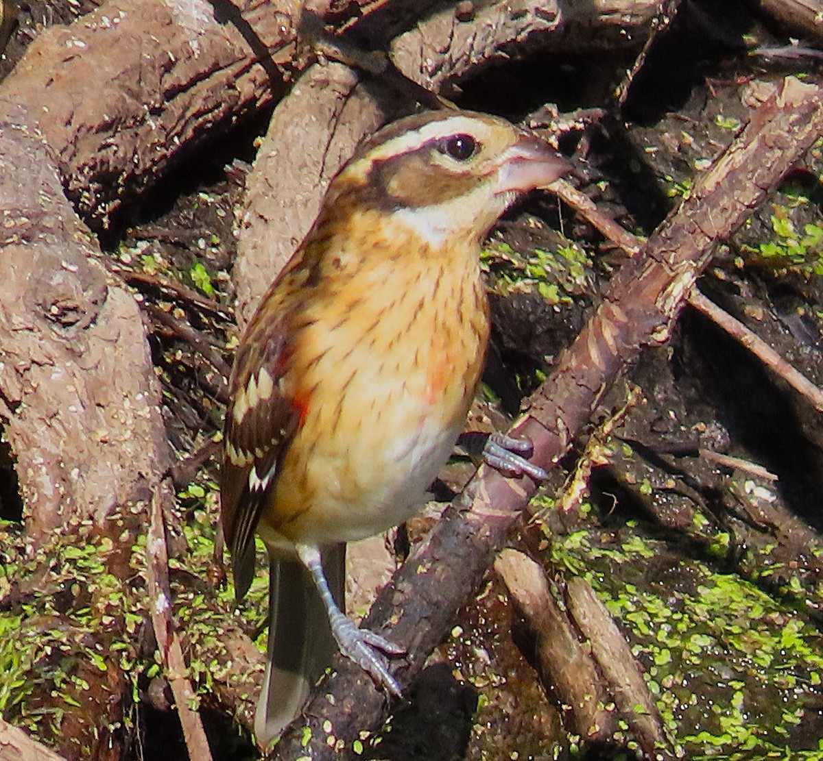 Rose-breasted Grosbeak - ML640832166