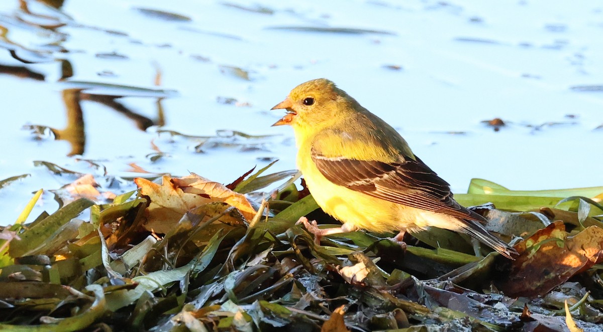Chardonneret jaune - ML640832195