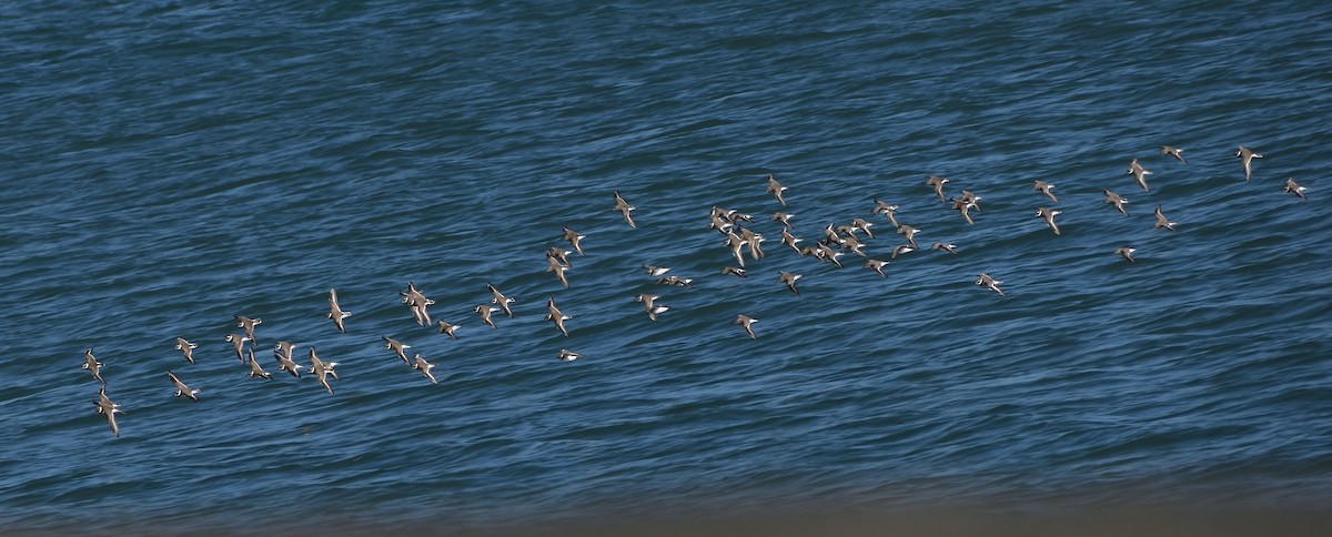 Common Ringed Plover - ML640832217