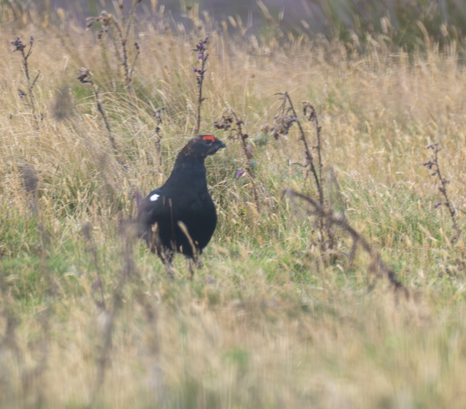 Black Grouse - ML640832229