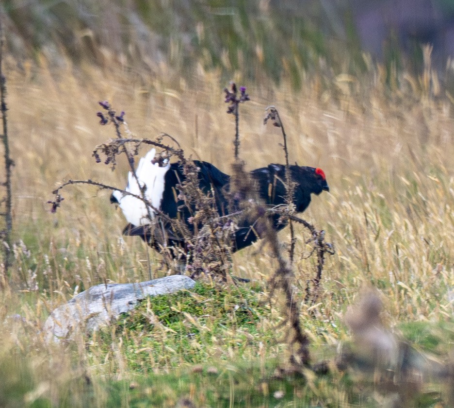 Black Grouse - ML640832230