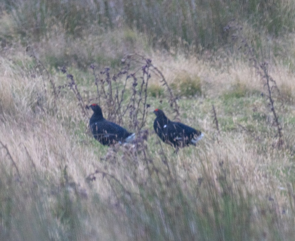 Black Grouse - ML640832231