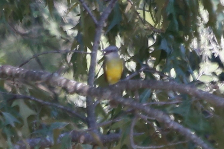 Couch's Kingbird - ML640832233
