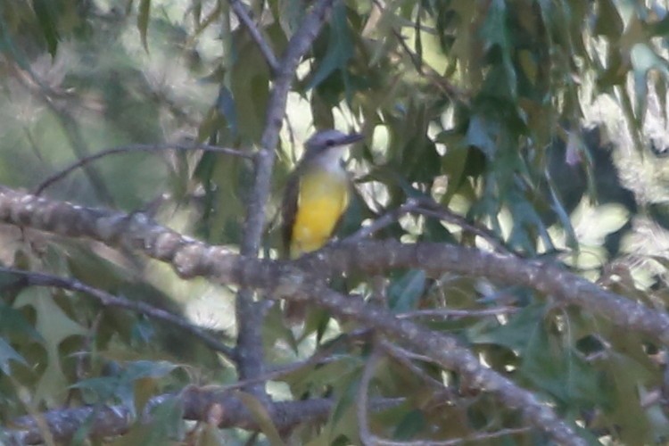 Couch's Kingbird - ML640832234