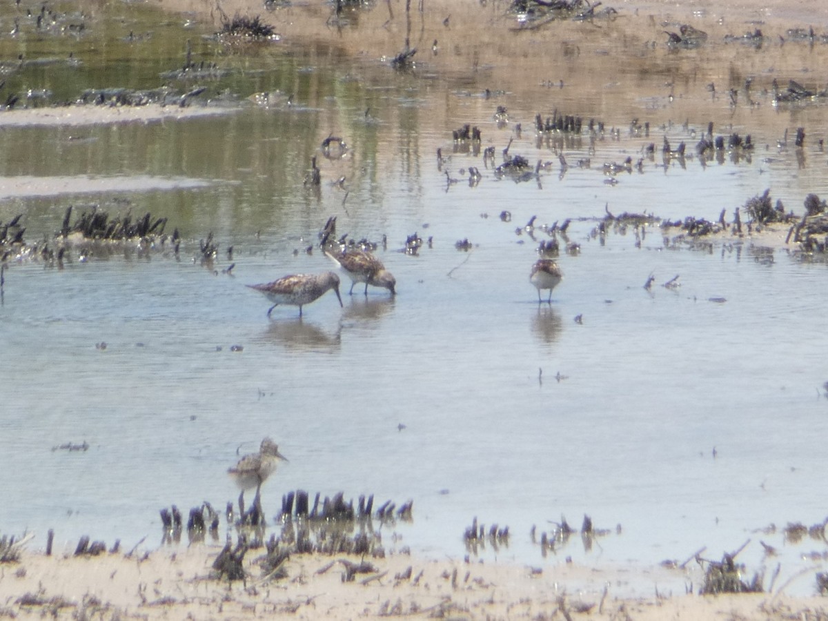 Western Sandpiper - ML640832260
