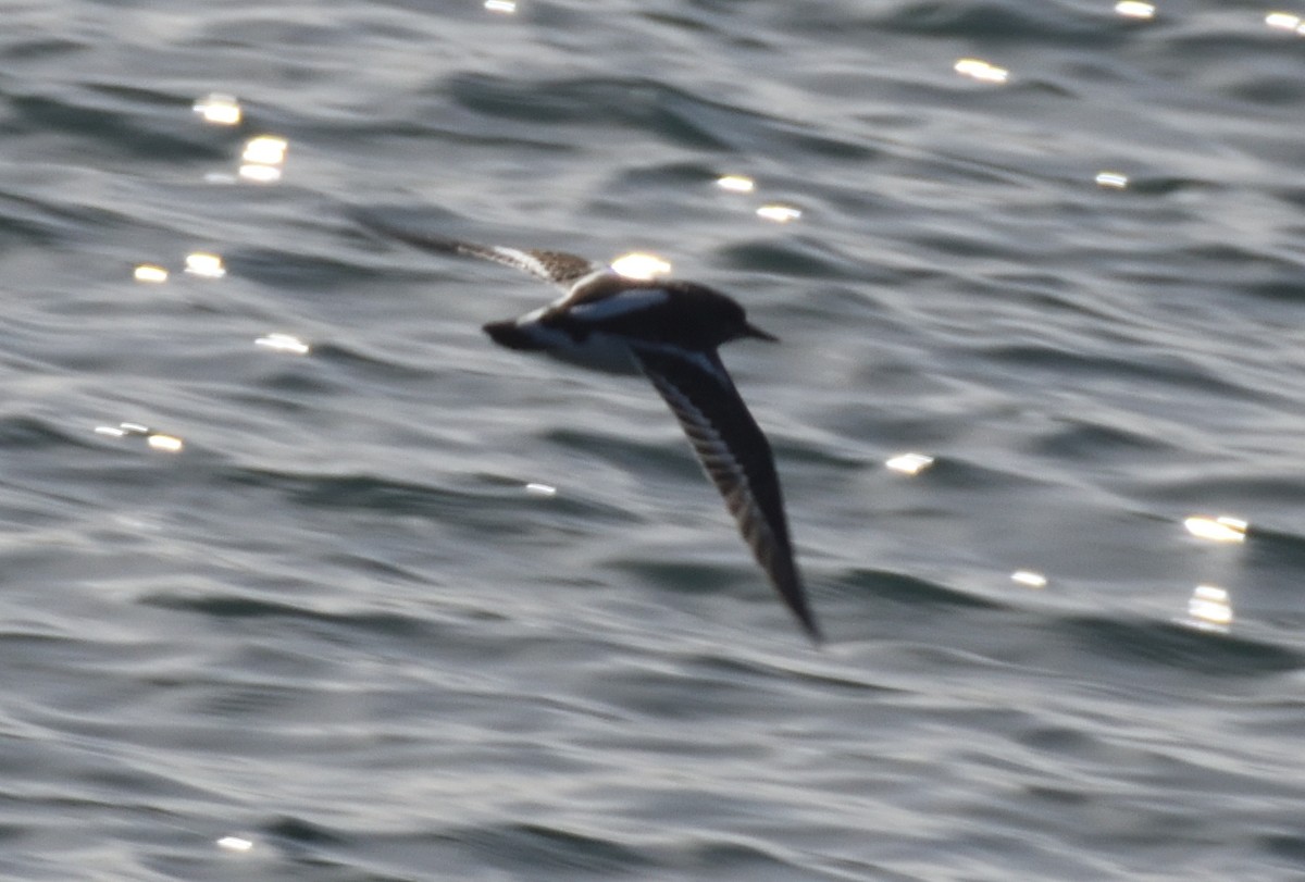 Ruddy Turnstone - ML640832296