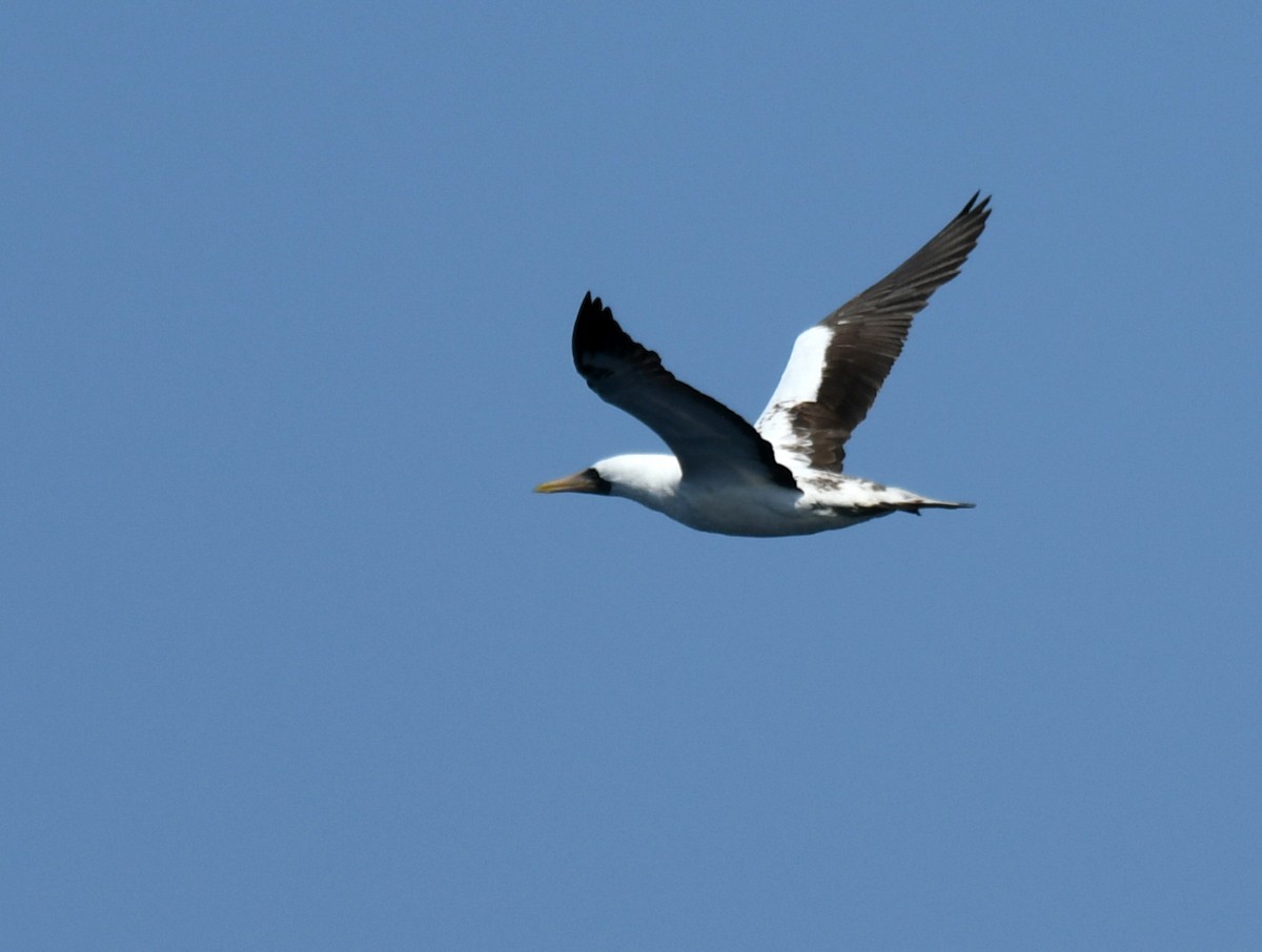 Nazca Booby - ML640832297