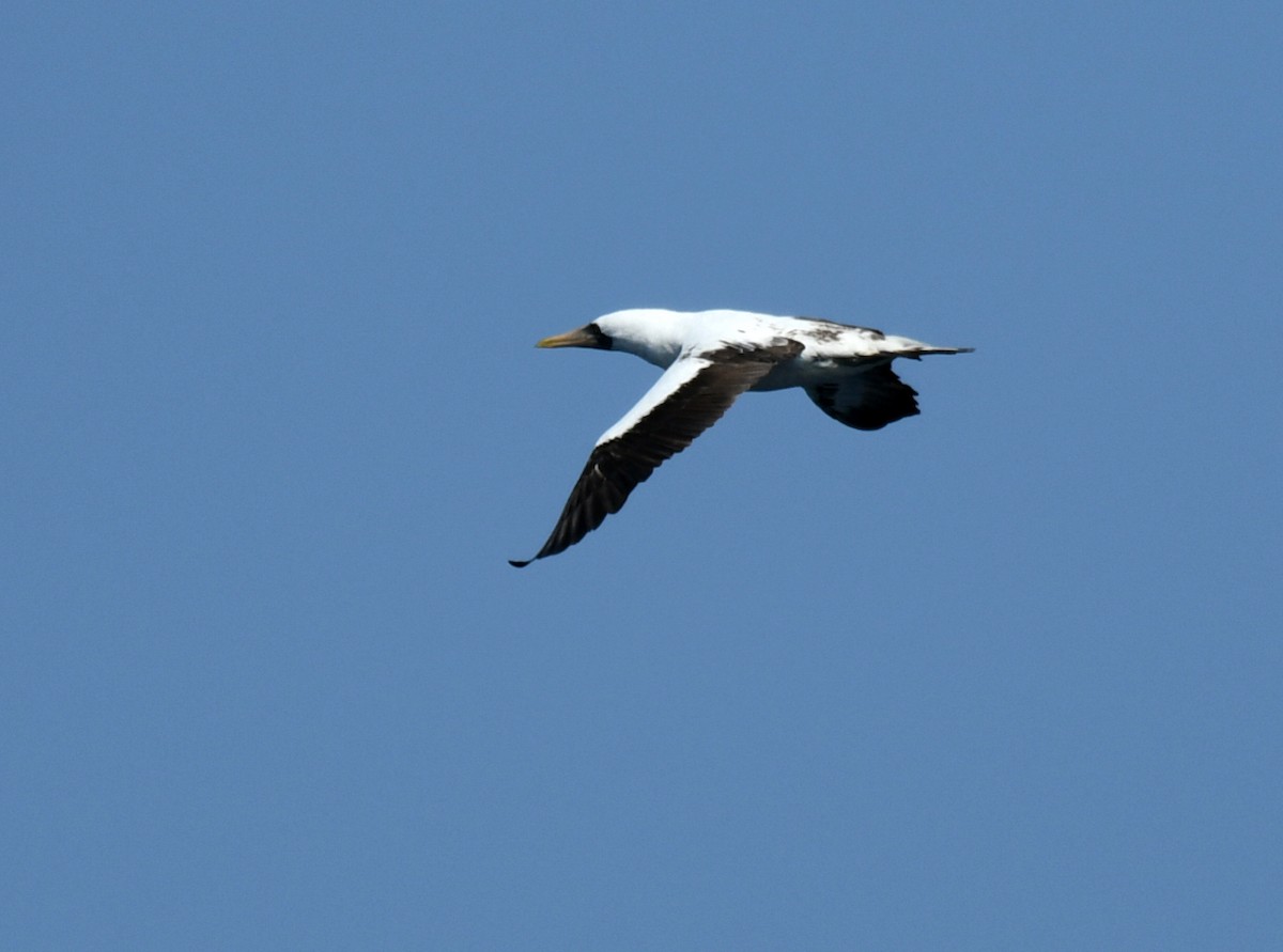 Nazca Booby - ML640832302