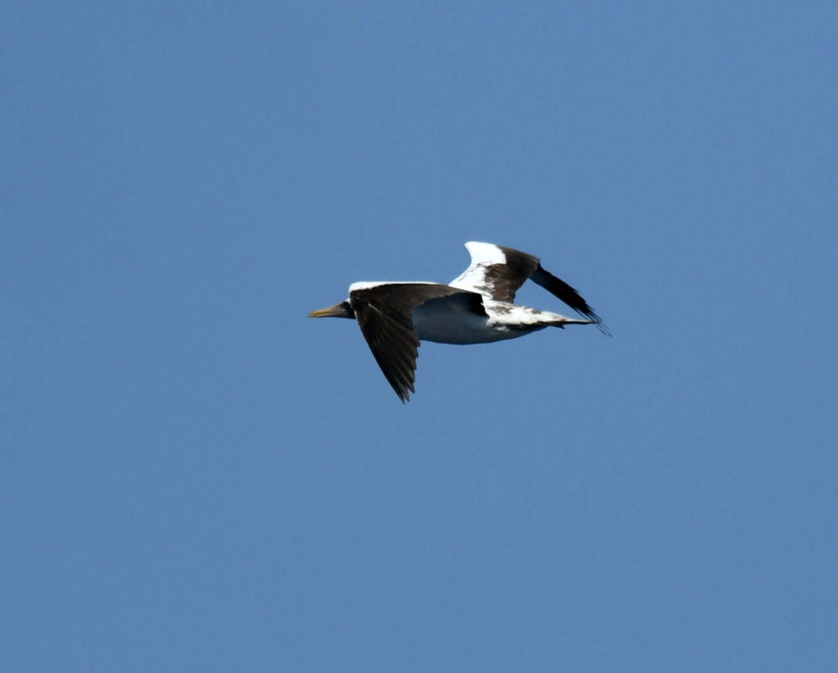 Nazca Booby - ML640832305