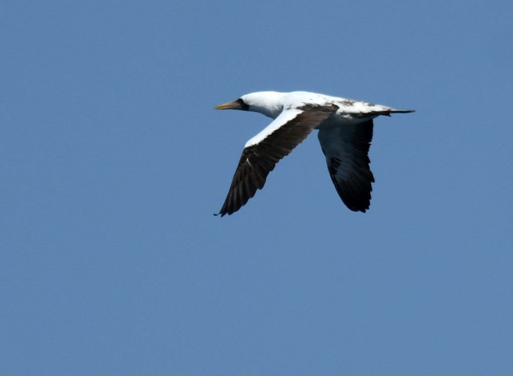Nazca Booby - ML640832318