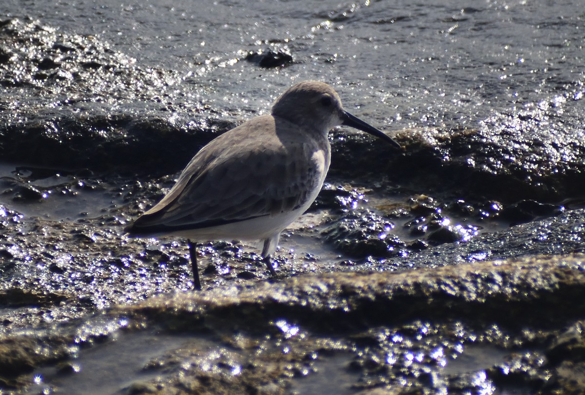Dunlin - ML640832327