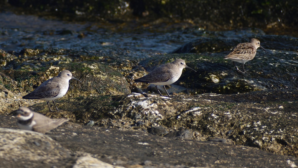 Dunlin - ML640832344