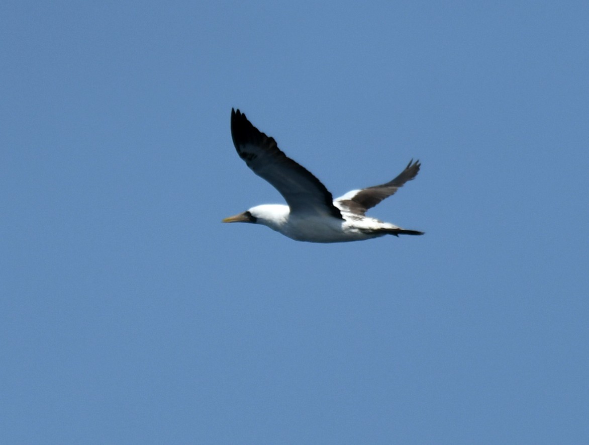 Nazca Booby - ML640832352