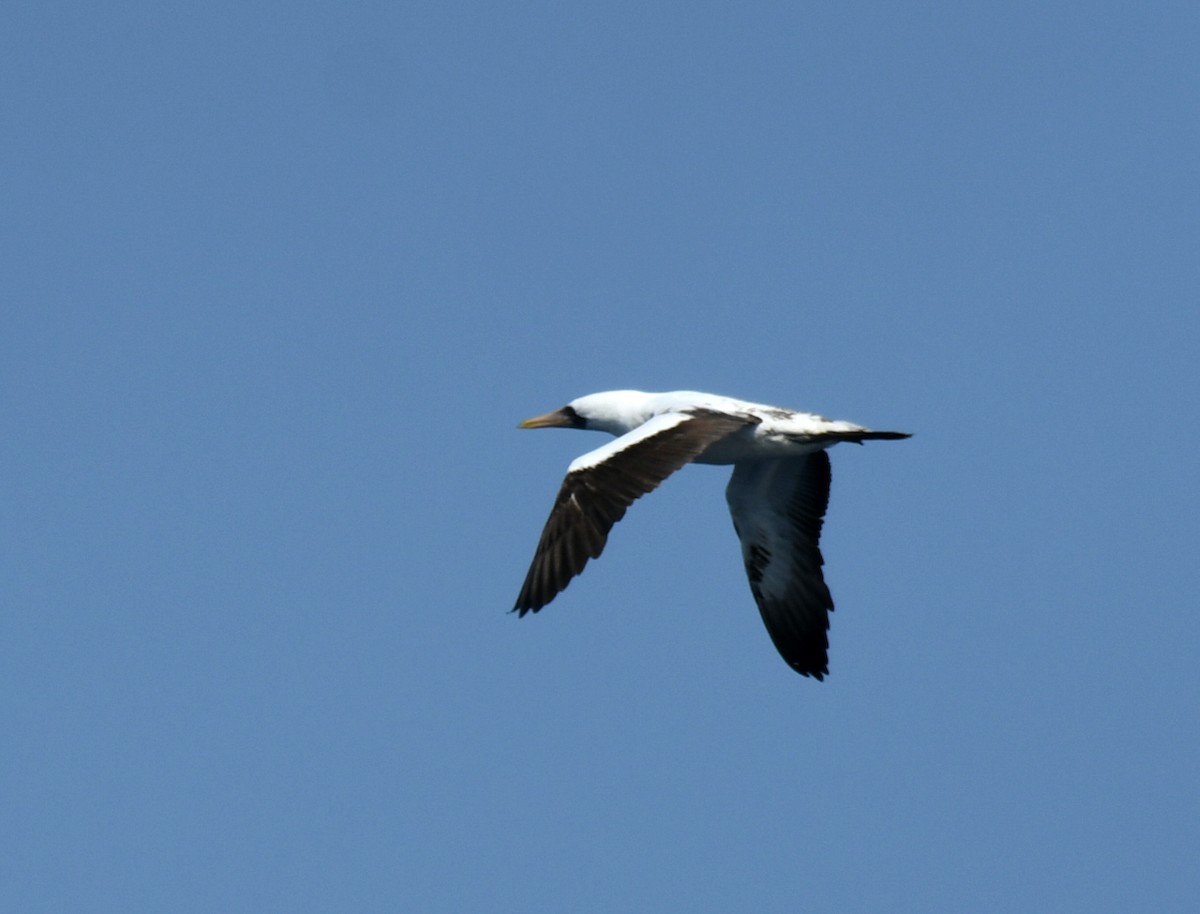 Nazca Booby - ML640832353