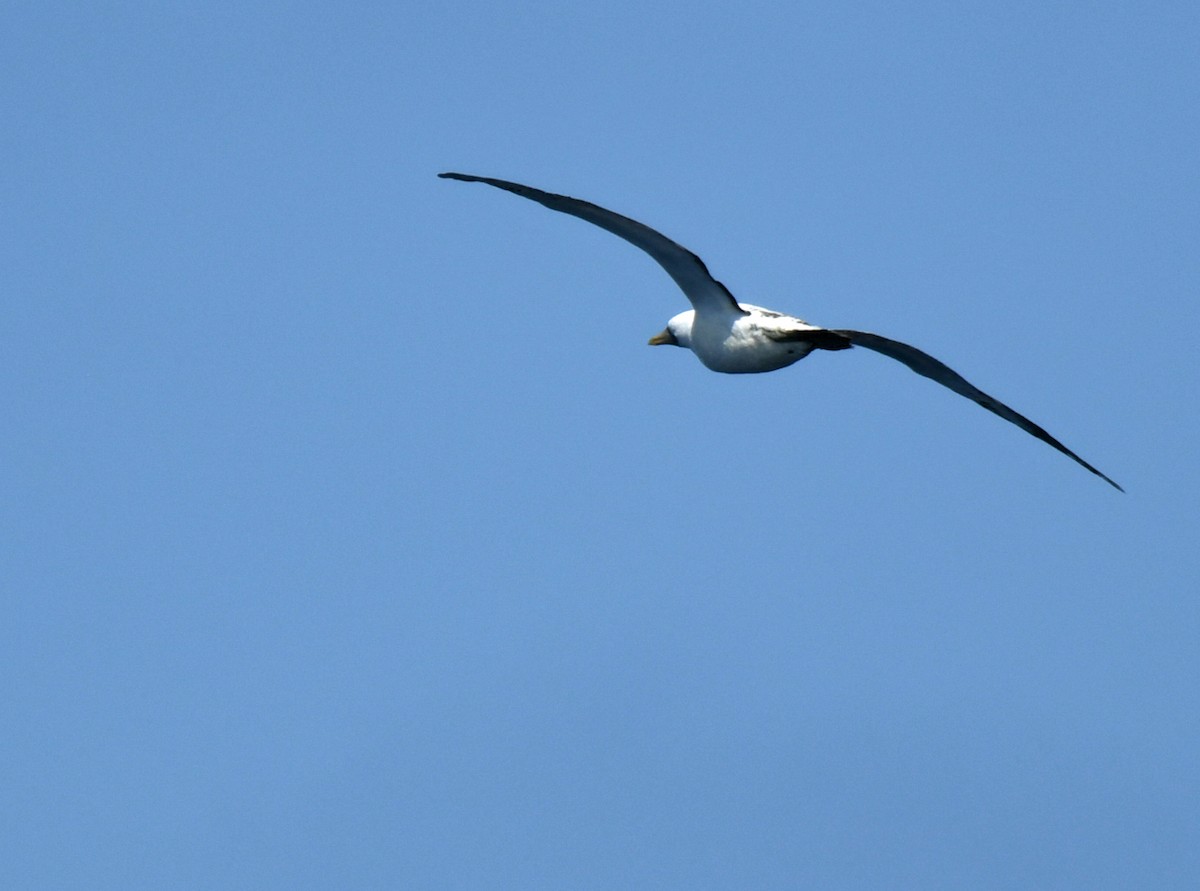 Nazca Booby - ML640832354