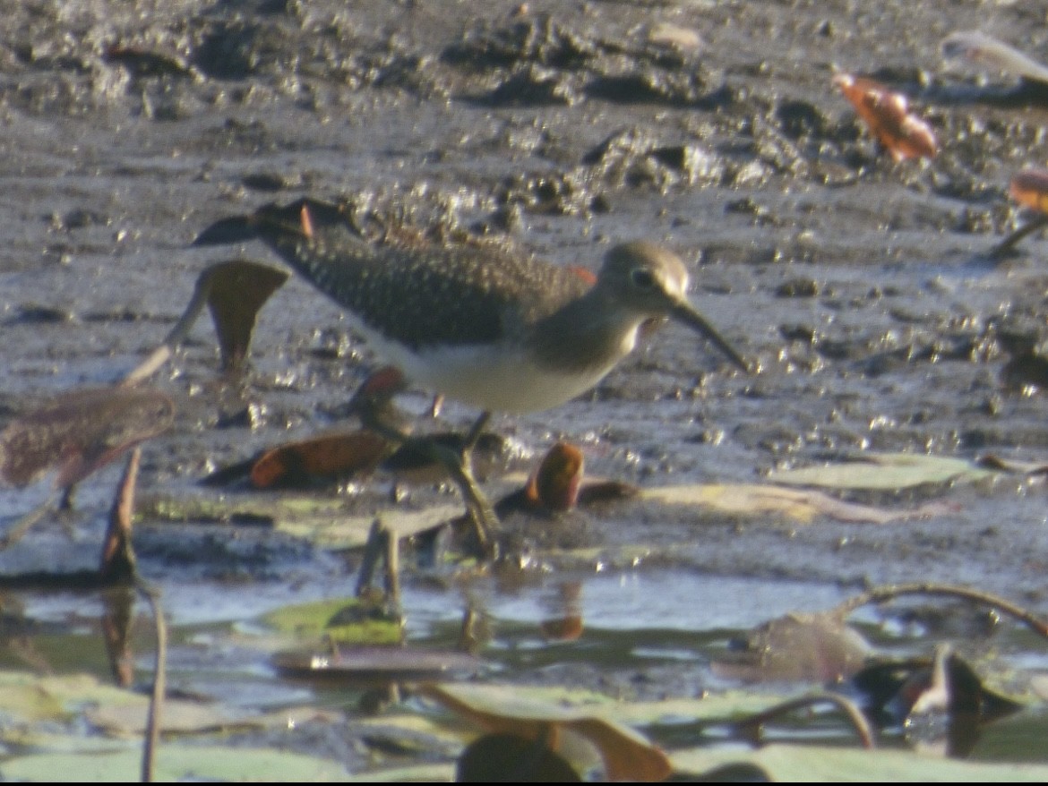 Solitary Sandpiper - ML640832360