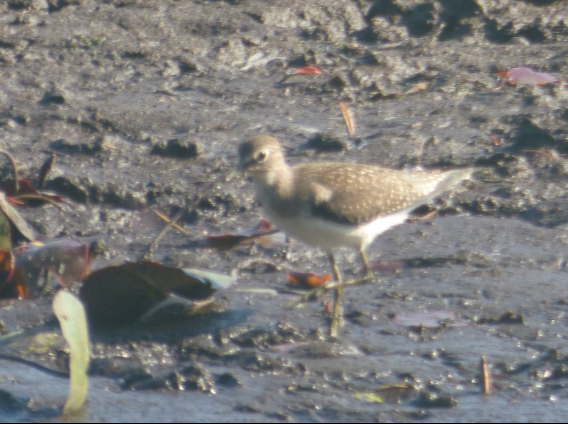 Solitary Sandpiper - ML640832361