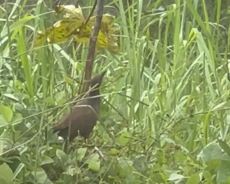 Pale-vented Bush-hen - ML640832364