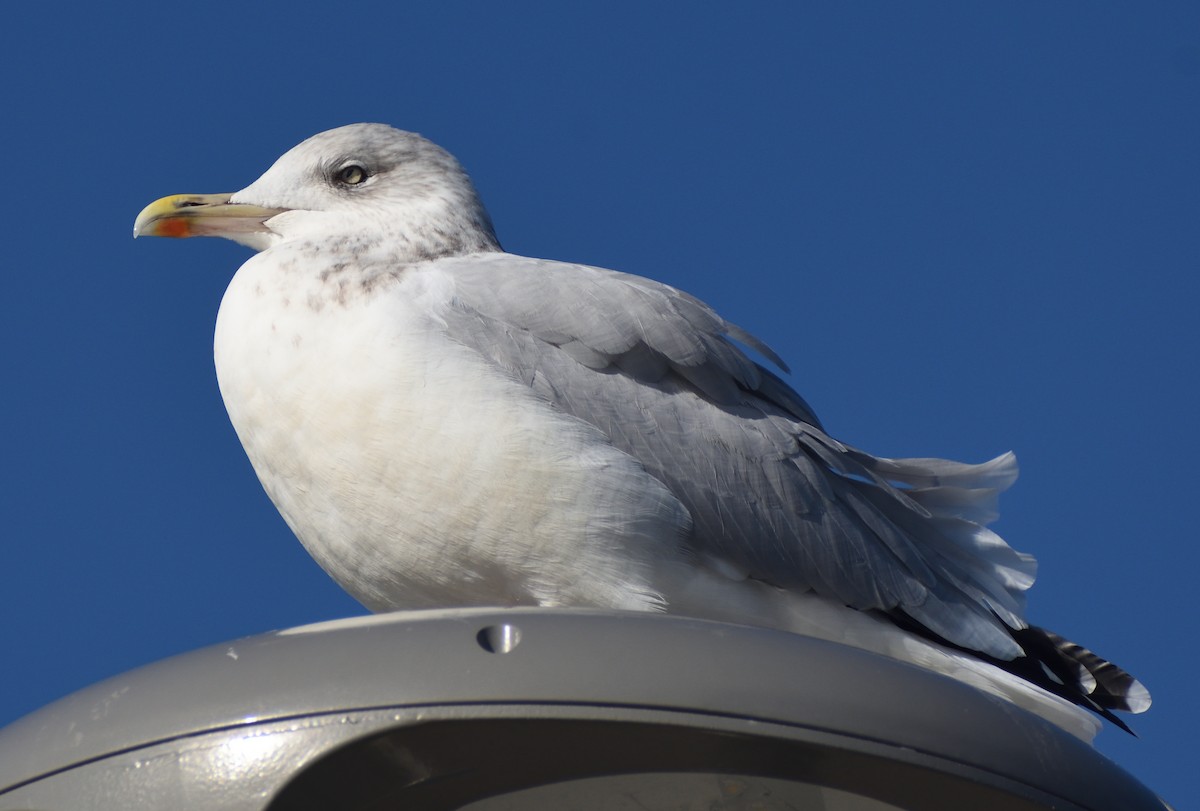 European Herring Gull - ML640832383