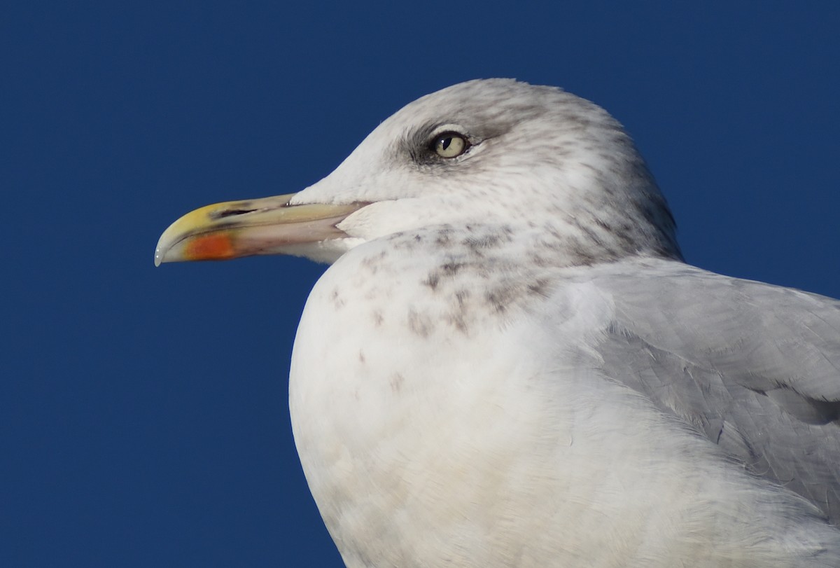 European Herring Gull - ML640832389