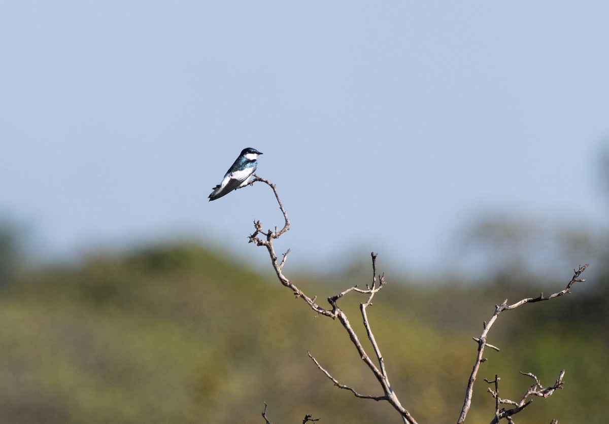 White-winged Swallow - ML640832429