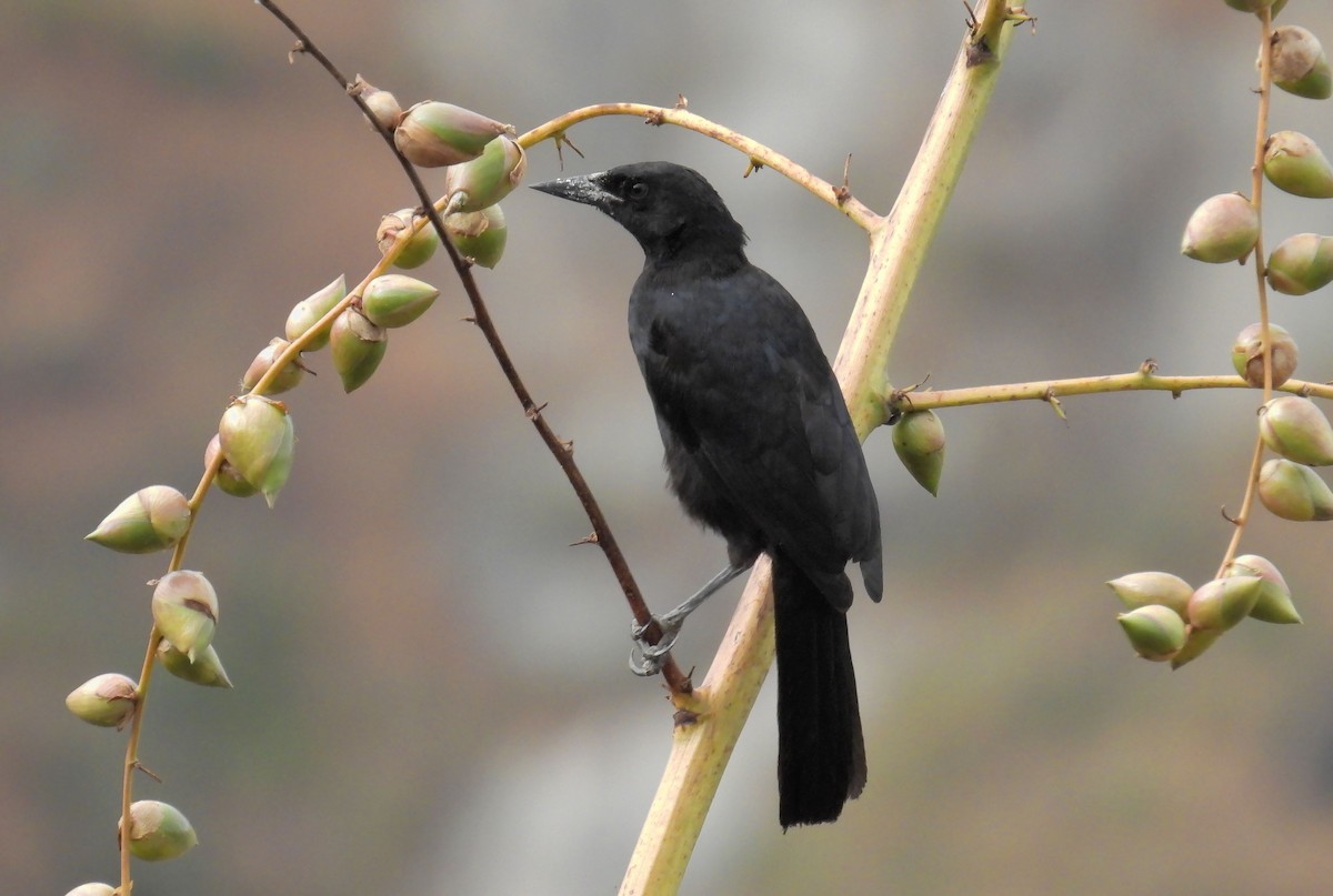 Scrub Blackbird - ML640832475
