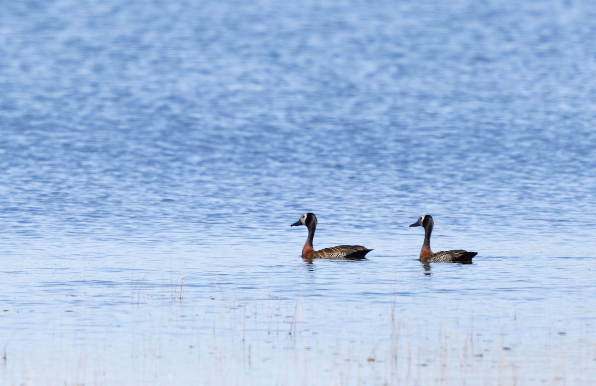 White-faced Whistling-Duck - ML640832481