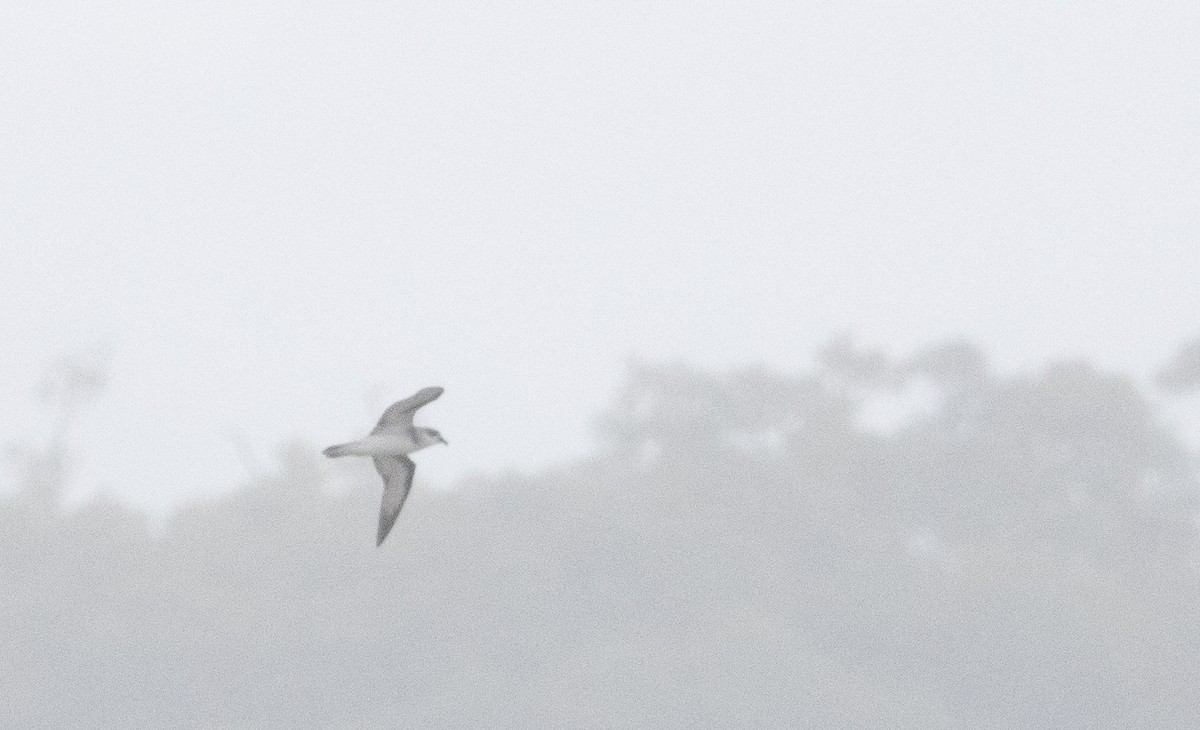 Black-winged Petrel - ML640832485