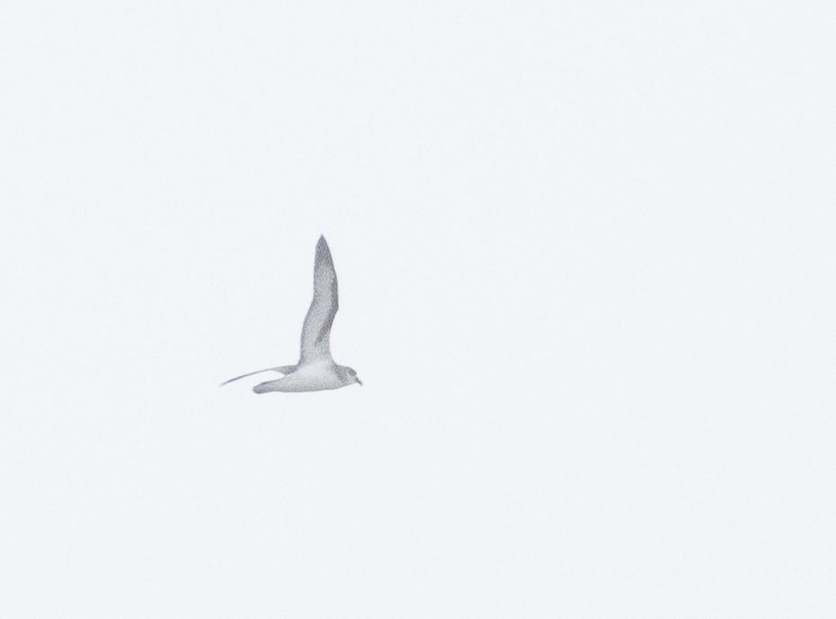 Black-winged Petrel - ML640832486
