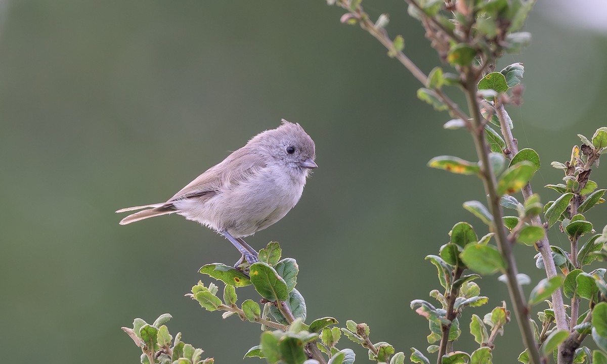 Oak Titmouse - ML640832511