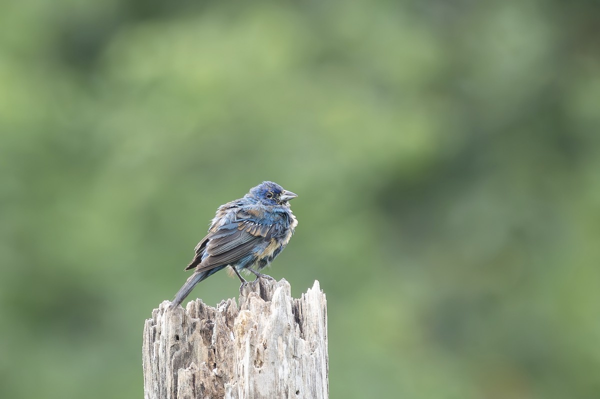 Indigo Bunting - ML640832515