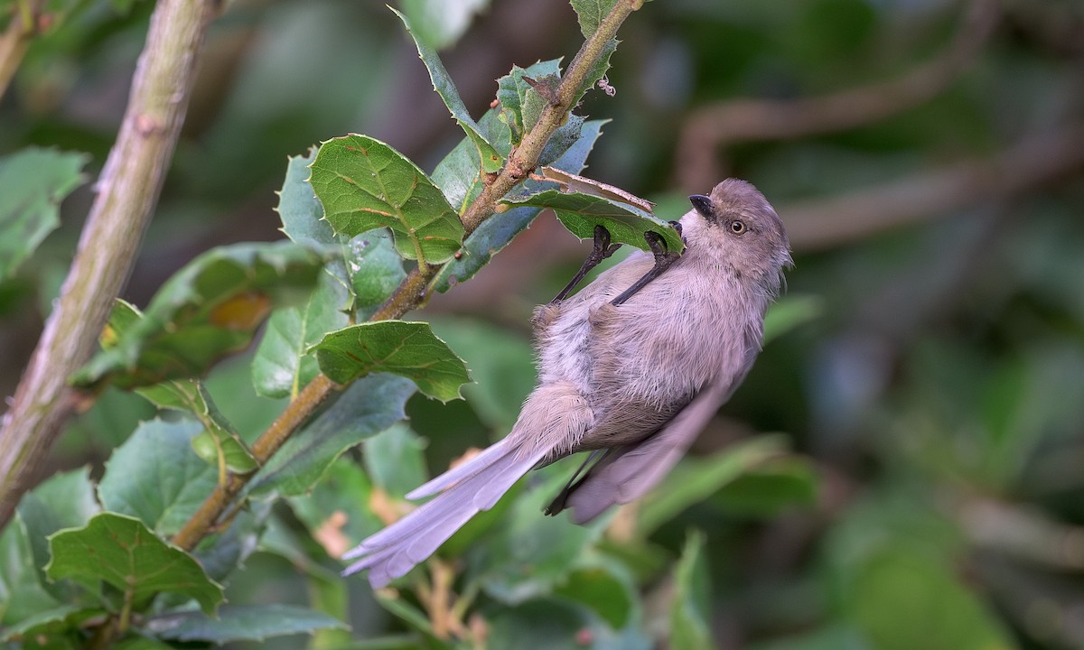Bushtit - ML640832518