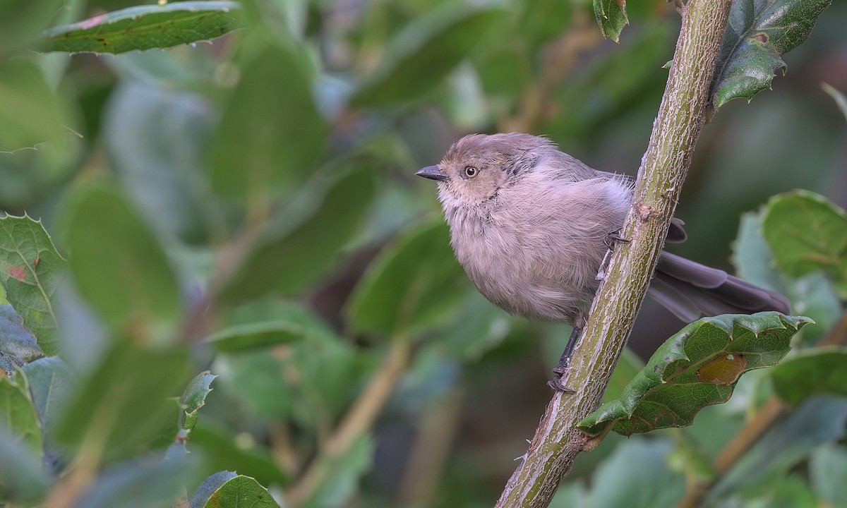 Bushtit - ML640832519