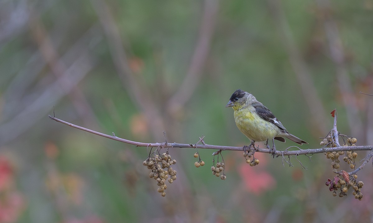 Lesser Goldfinch - ML640832546