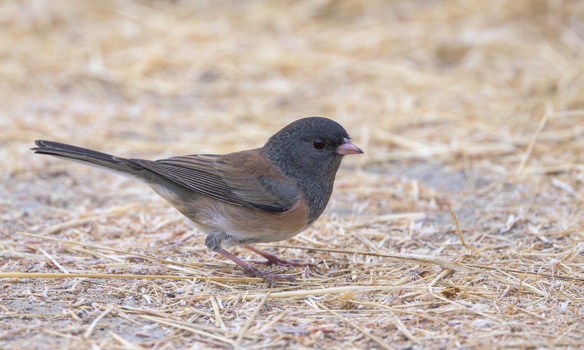 Dark-eyed Junco (Oregon) - ML640832559