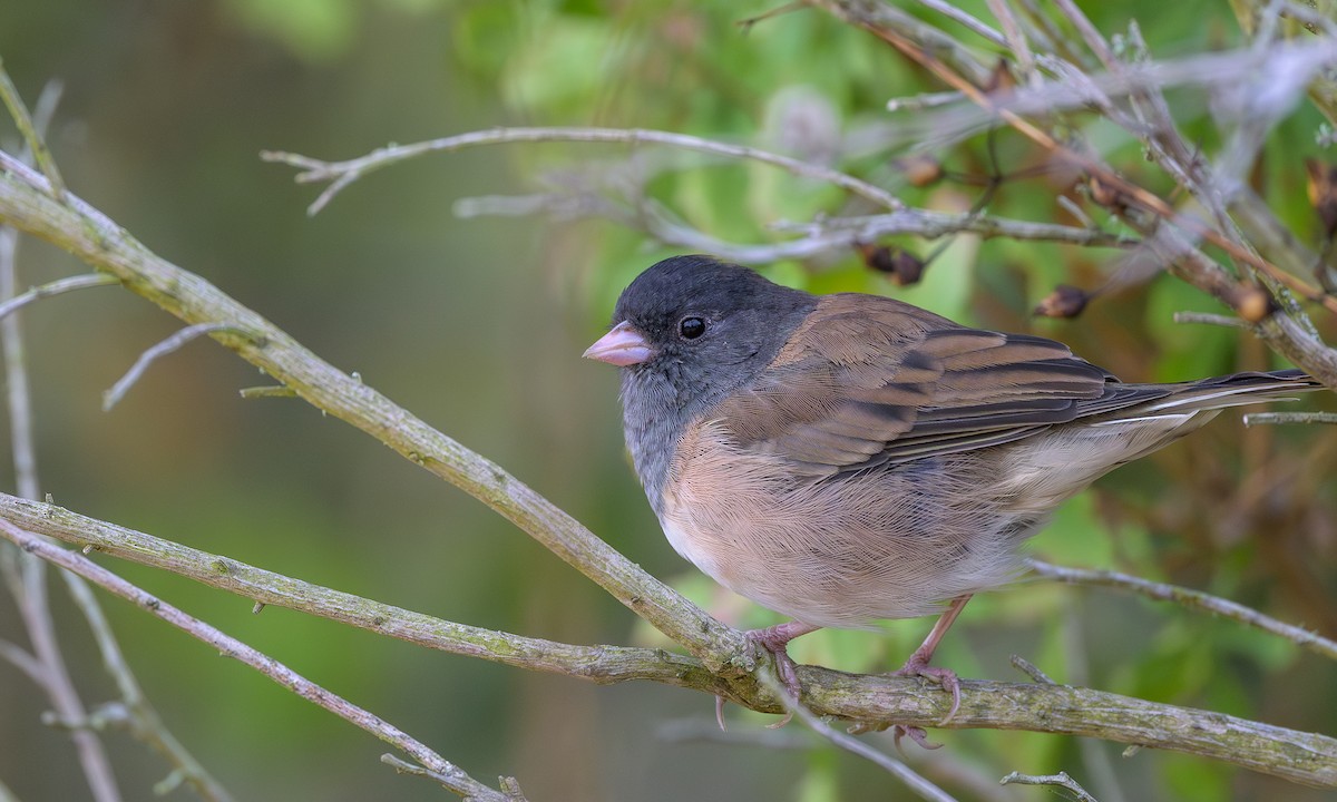 Dark-eyed Junco (Oregon) - ML640832560