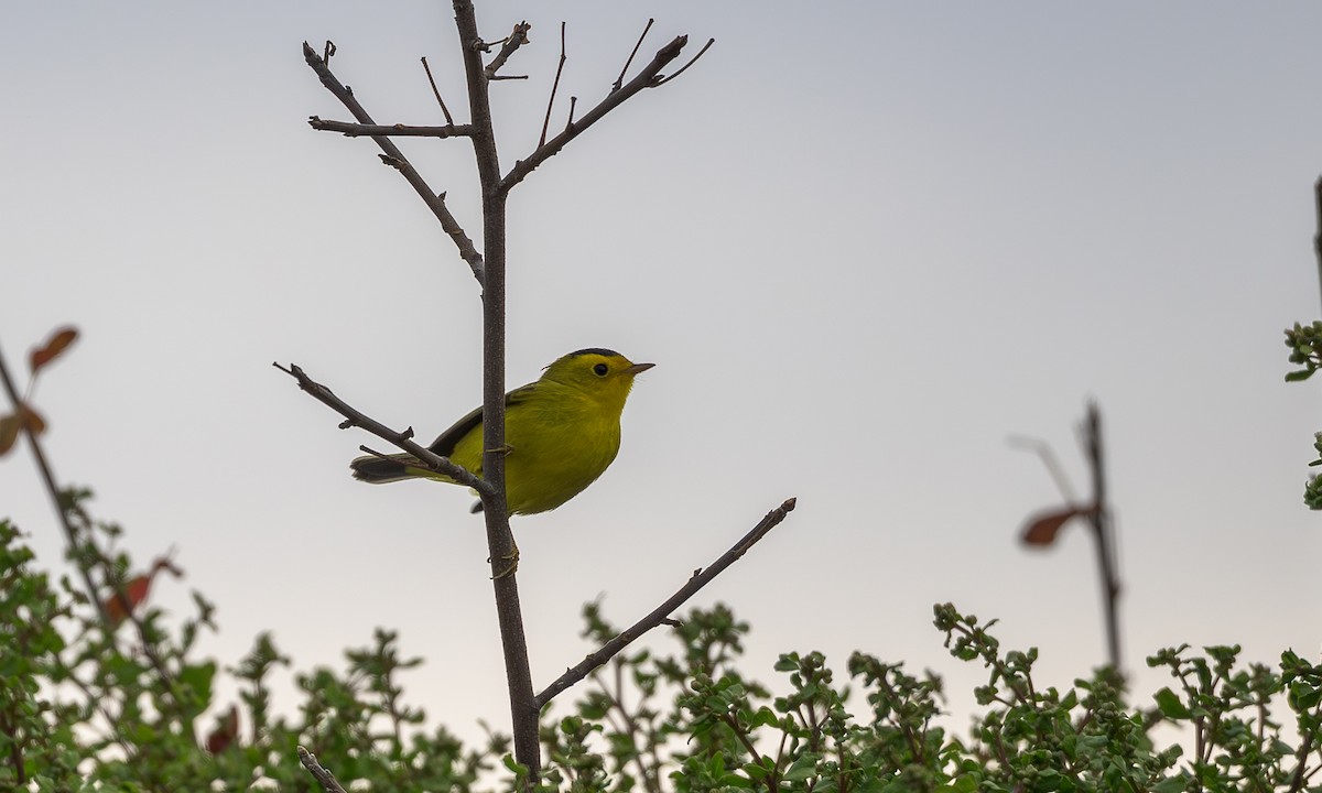 Wilson's Warbler - ML640832578