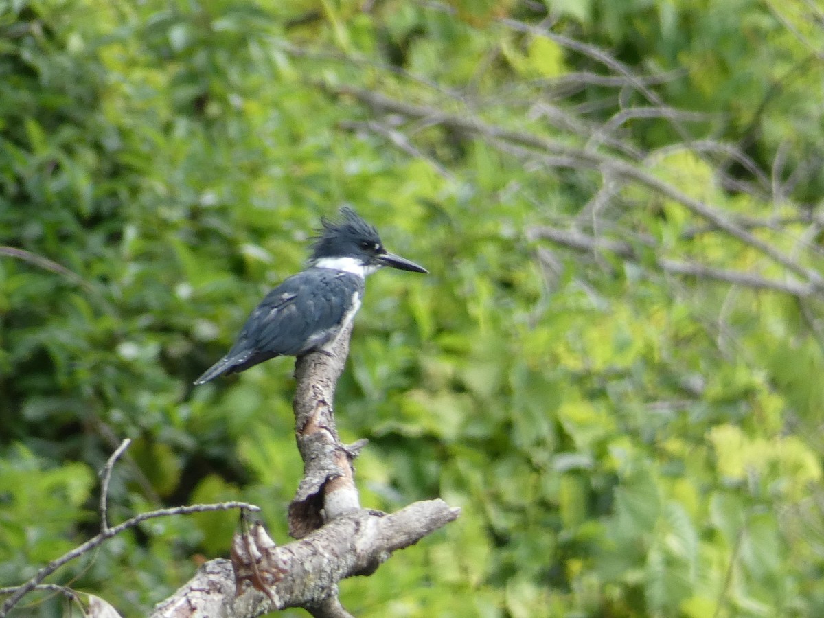 Martin-pêcheur d'Amérique - ML640832607