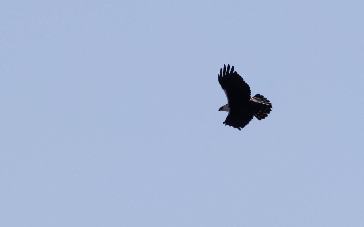 Black-and-white Hawk-Eagle - ML640832711