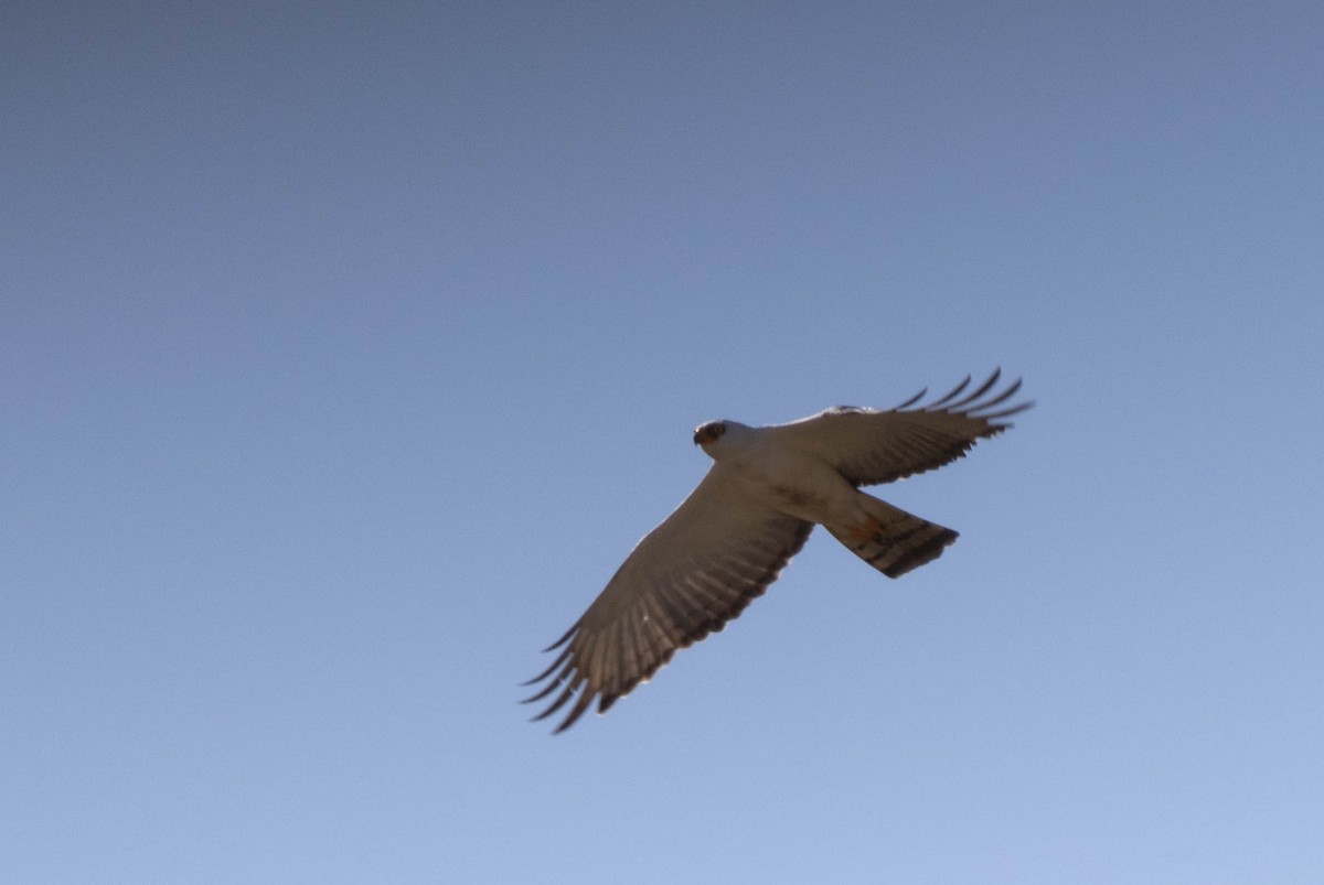 Black-and-white Hawk-Eagle - ML640832712