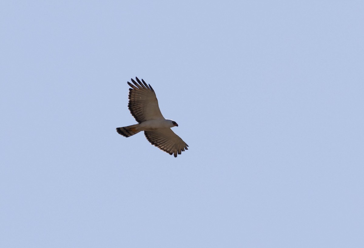 Black-and-white Hawk-Eagle - ML640832713